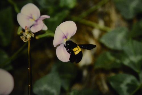 Réf. 184 237 : Xylocopa caffra